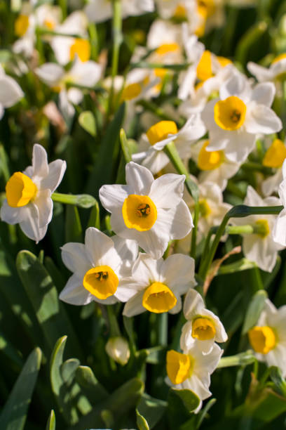 istock narcissus blooming for chinese new year 1302351643
