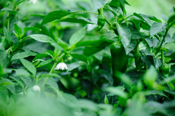 istock Green pepper plants in growth at vegetable garden 1302351807