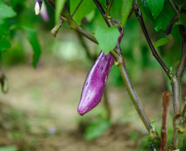 istock Fresh eggplants in growth at vegetable garden 1302351884