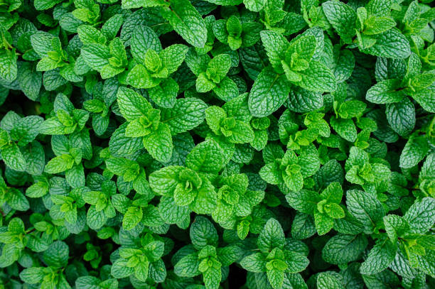 istock Green mint plants grow at vegetable garden 1302353286