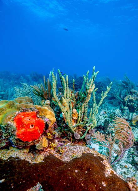 istock Caribbean coral garden 1302354104