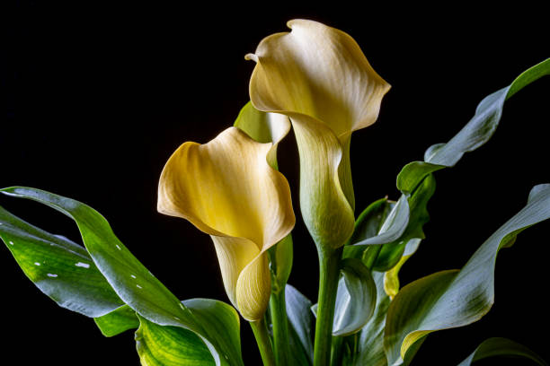 istock Caslla lily in close up 1302354116