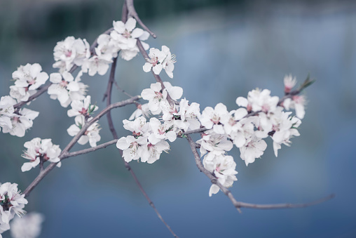 Extreme macro shot of beautiful Sakura (Japanese cherry blossom).
