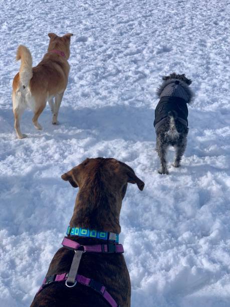 istock Dog gang in the snow 1302356967