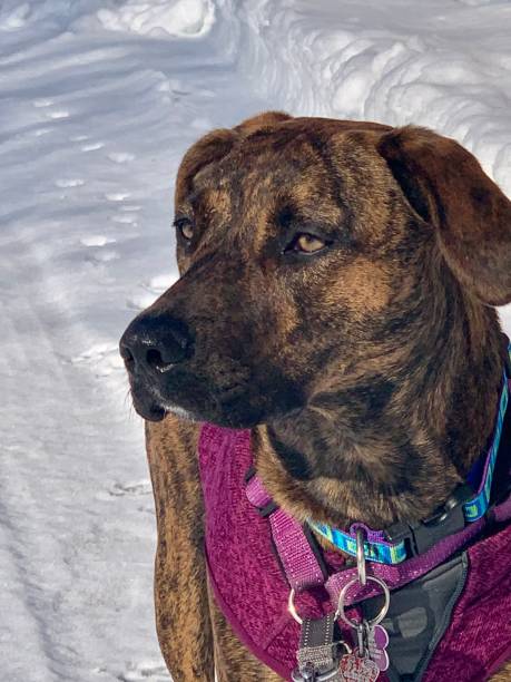 retrato de un perro en la nieve - 5949 fotografías e imágenes de stock