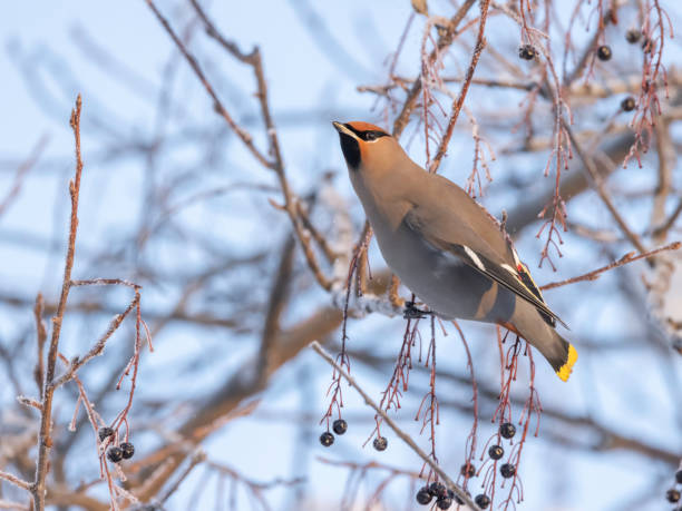 istock Bohemian Waxwing in a Chokecherry Tree 1302357000