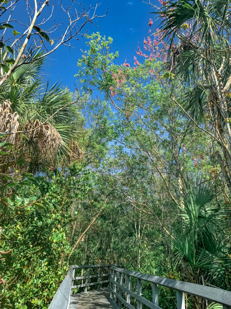 istock path in Fern Forest Nature Center 1302360672