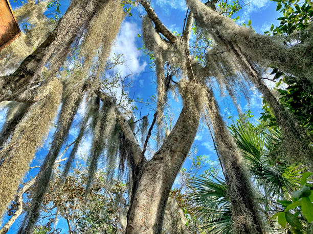 istock Spanish moss hanging in trees in Florida 1302360682