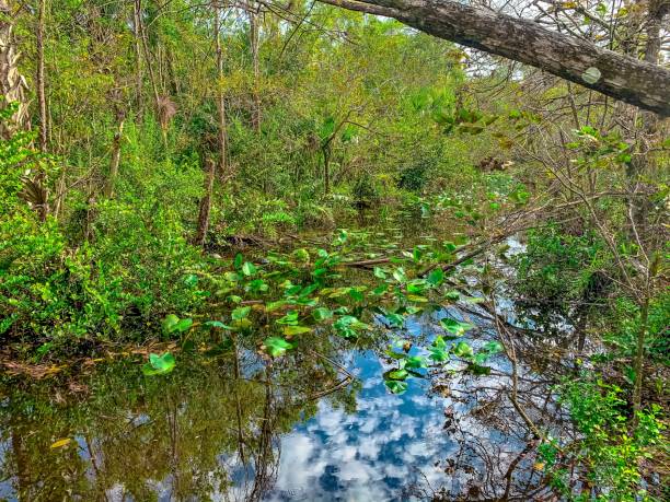 istock South Florida cypress swamp wetland 1302360885