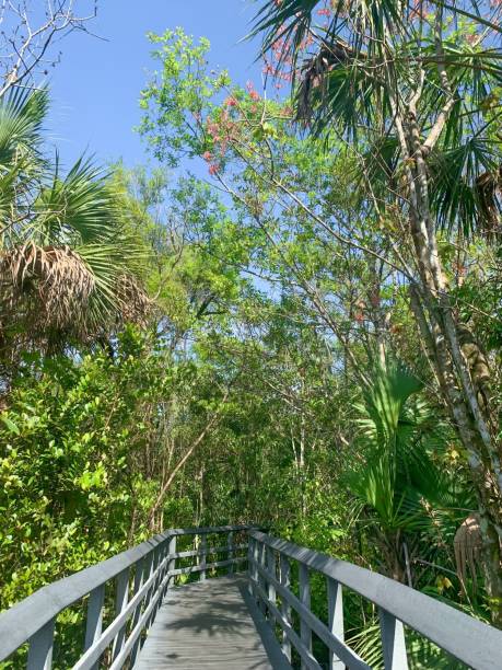 istock path in Fern Forest Nature Center 1302360935