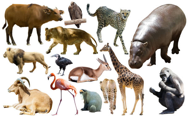 istock Collage with African mammals and birds 1302361120