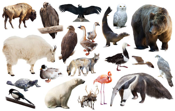 istock north america animals isolated 1302361140