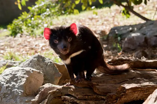 the Tasmanian devil is standing on a rock looking for food