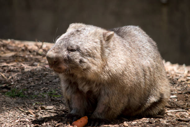 istock the wombat is having a carrot 1302361920