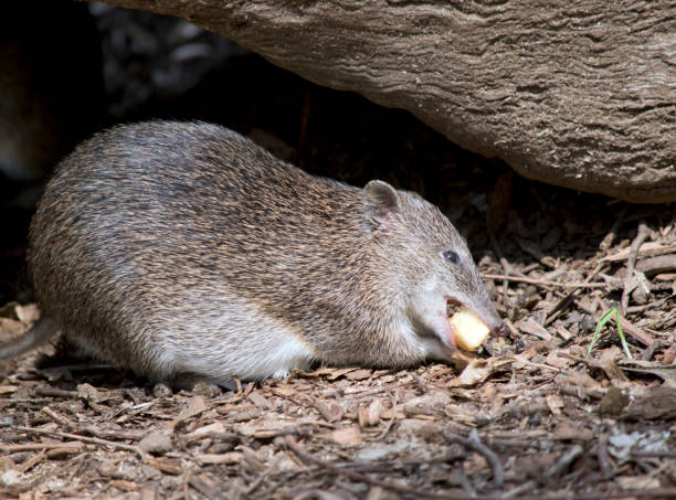 이것은 남부 갈색 반디쿠트의 측면 보기입니다. - potoroo 뉴스 사진 이미지