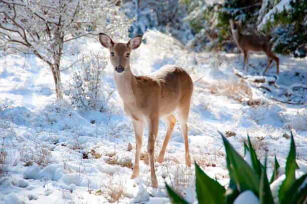 A young female white-tailed deer stand still in the snow on a winter's day in the forest. This lone doe is foraging for food in the snow covered forest and hears a sudden noise as she is getting ready to leap away. doe photos stock pictures, royalty-free photos & images