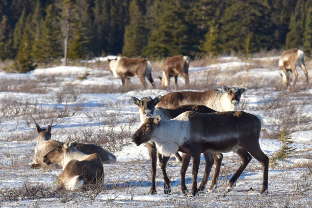 Alaska caribou in winter landscape stock photo