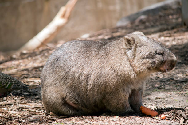 istock this is a side view of a  wombat 1302362832