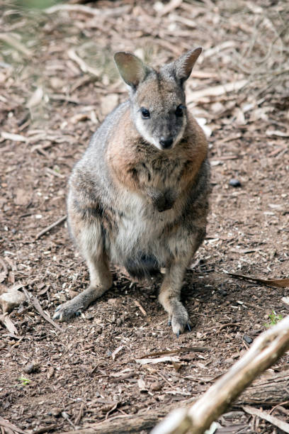 istock the tammar wallaby is a small wallaby with black claws 1302362959