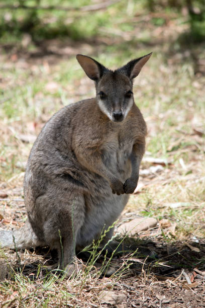 istock the red necked wallaby is standing on its hind legs 1302362980