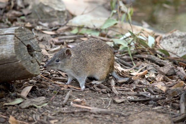 o bandicoot marrom sul é um pequeno marsupial - potoroo - fotografias e filmes do acervo