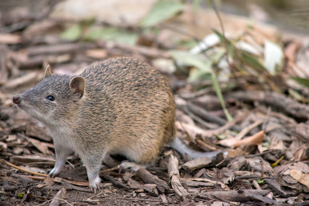 남부 갈색 반도는 작은 습지입니다 - potoroo 뉴스 사진 이미지