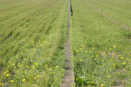 rape field, background for farm and Argiculture.