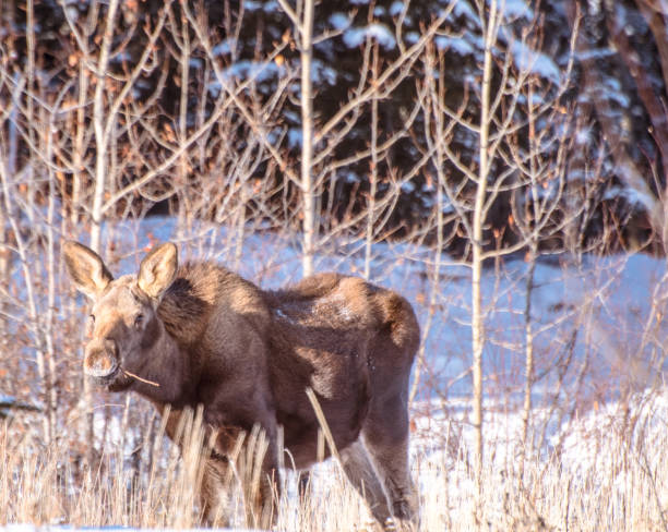istock Young Moose Foraging For Food in Snow 1302364736