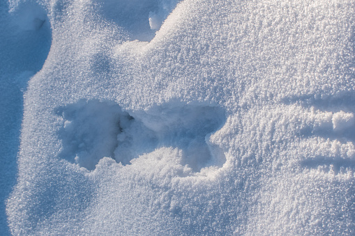 A wolverine has left tracks in the snow in Interior Alaska.