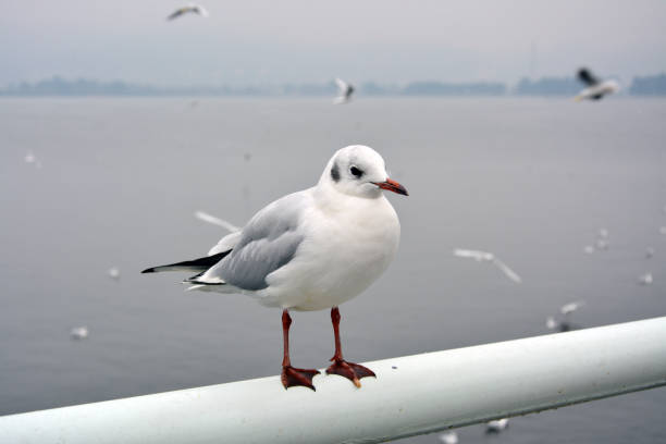 istock One larus ridibundus feels chilly on the handrail 1302366406