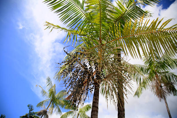 아사이 야자수 출시 - cabbage palm 뉴스 사진 이미지