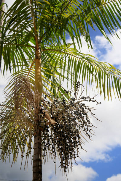 istock launch of acai palms 1302367278