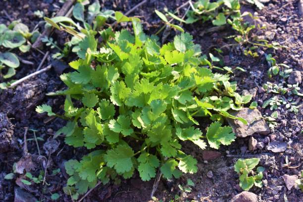 istock Coriander organic growing in the garden in India selective focus 1302367414