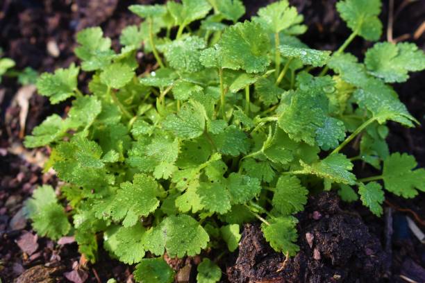 Coriander organic growing in the garden in India selective focus Coriander organic growing in the garden in India selective focus cilantro growing stock pictures, royalty-free photos & images