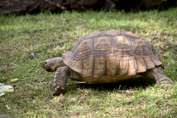 istock this is a side view of a giant tortoise 1302368426