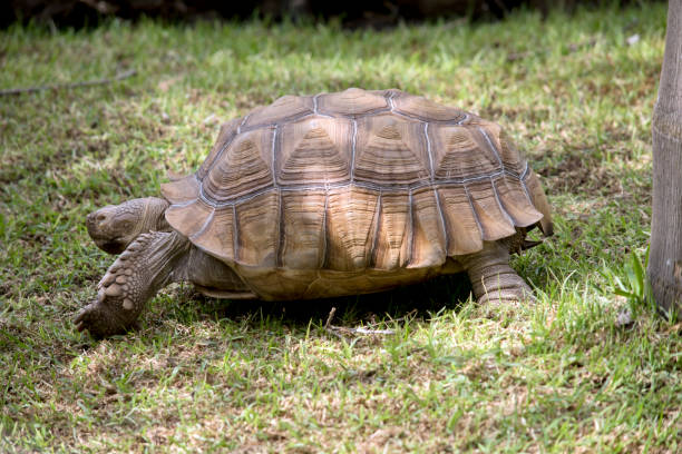 istock this is a side view of a giant tortoise 1302368498