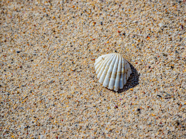 istock Seashell on a sandy beach in Perth Western Australia 1302368548