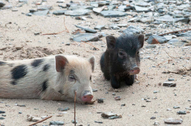 istock two piglets were relax and enjoying time 1302369855