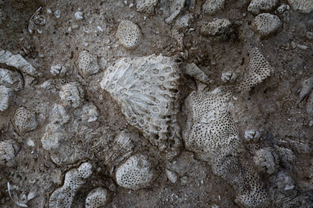 Ancient sea animals embedded in a rock