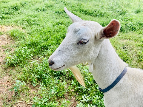 A brown goat, standing in a grassy field on a farm and eating yellow wildflowers, looks sideways at the camera.  Another goat is grazing in the distance.