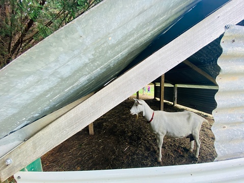 Closeup of a female milking goat under shelter in a timber and corrugated iron small shed on a dairy farm in the New England High country near Armidale NSW