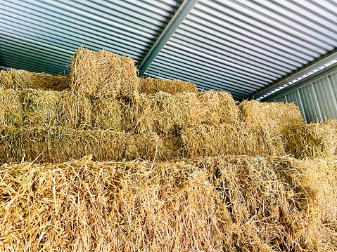 Closeup photo of large bales of dried alfalfa hay stacked up to the roof in a farm shed on a dairy farm in the New England High country near Armidale