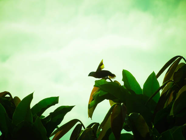 the birds perched on it were sunbathing and foraging among the roofs of houses and the trees