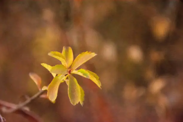 yellow flower on a blurred background. deadwood. High quality photo