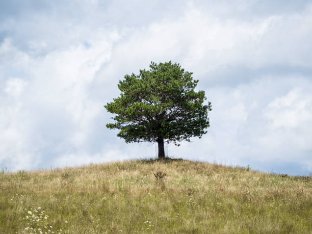 pino solitario su una collina - lone tree foto e immagini stock