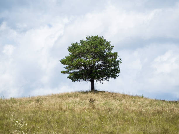 samotna sosna na wzgórzu - solitary tree zdjęcia i obrazy z banku zdjęć