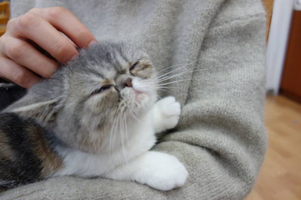 istock Exotic shorthair feels good 1302375685
