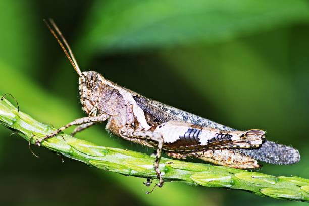 istock Grasshopper on green branch. 1302376503