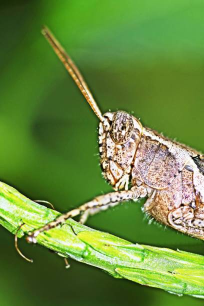 istock Closed up Grasshopper on green branch. 1302376645