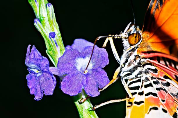 Closed up Butterfly drinking juice from flower.